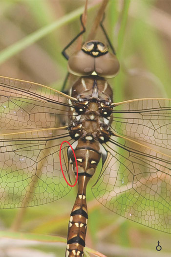 Adversaeschna brevistyla